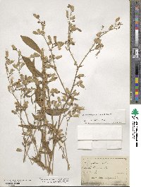 Silene vulgaris image