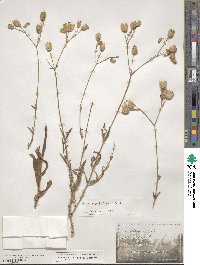 Silene vulgaris image