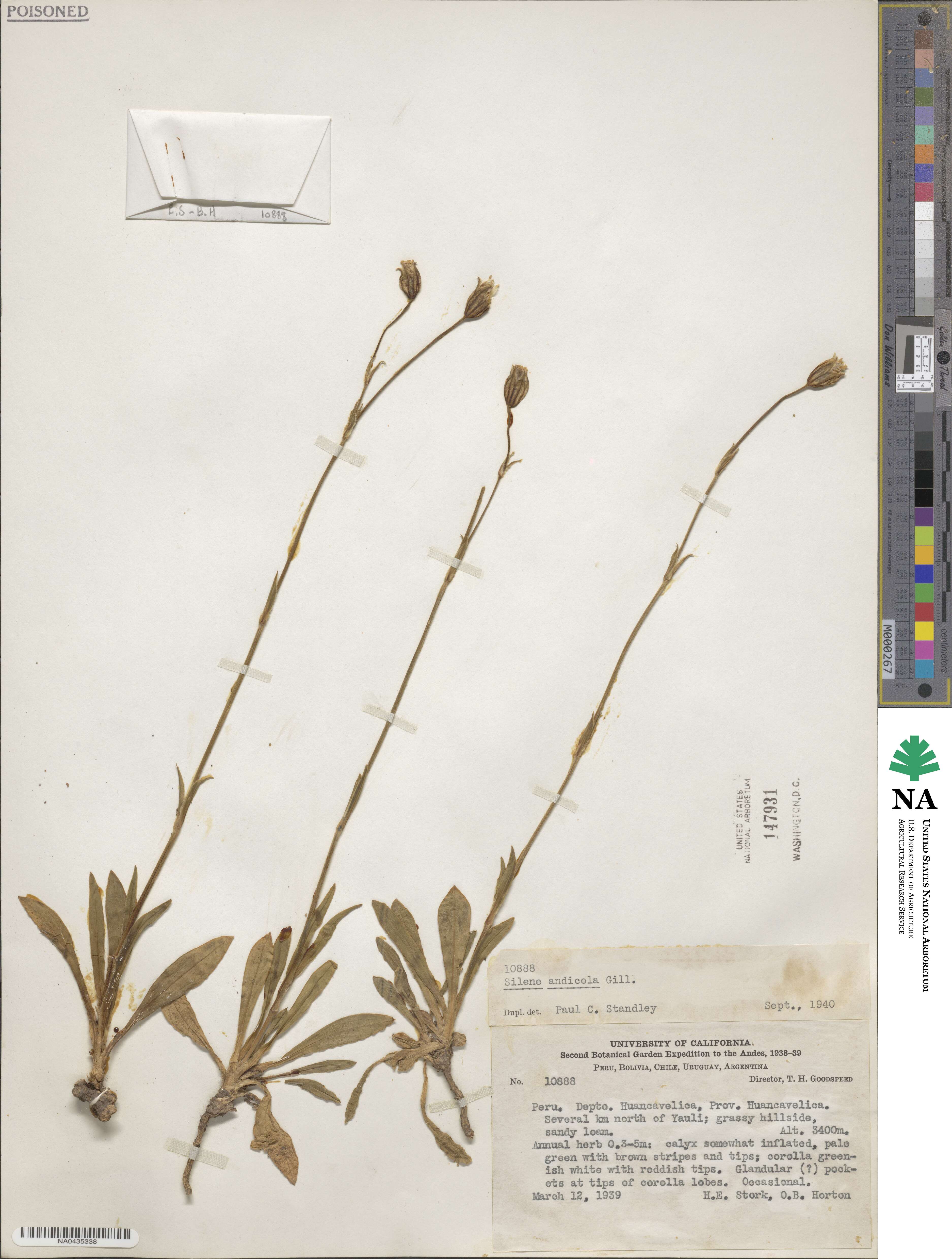 Silene andicola image