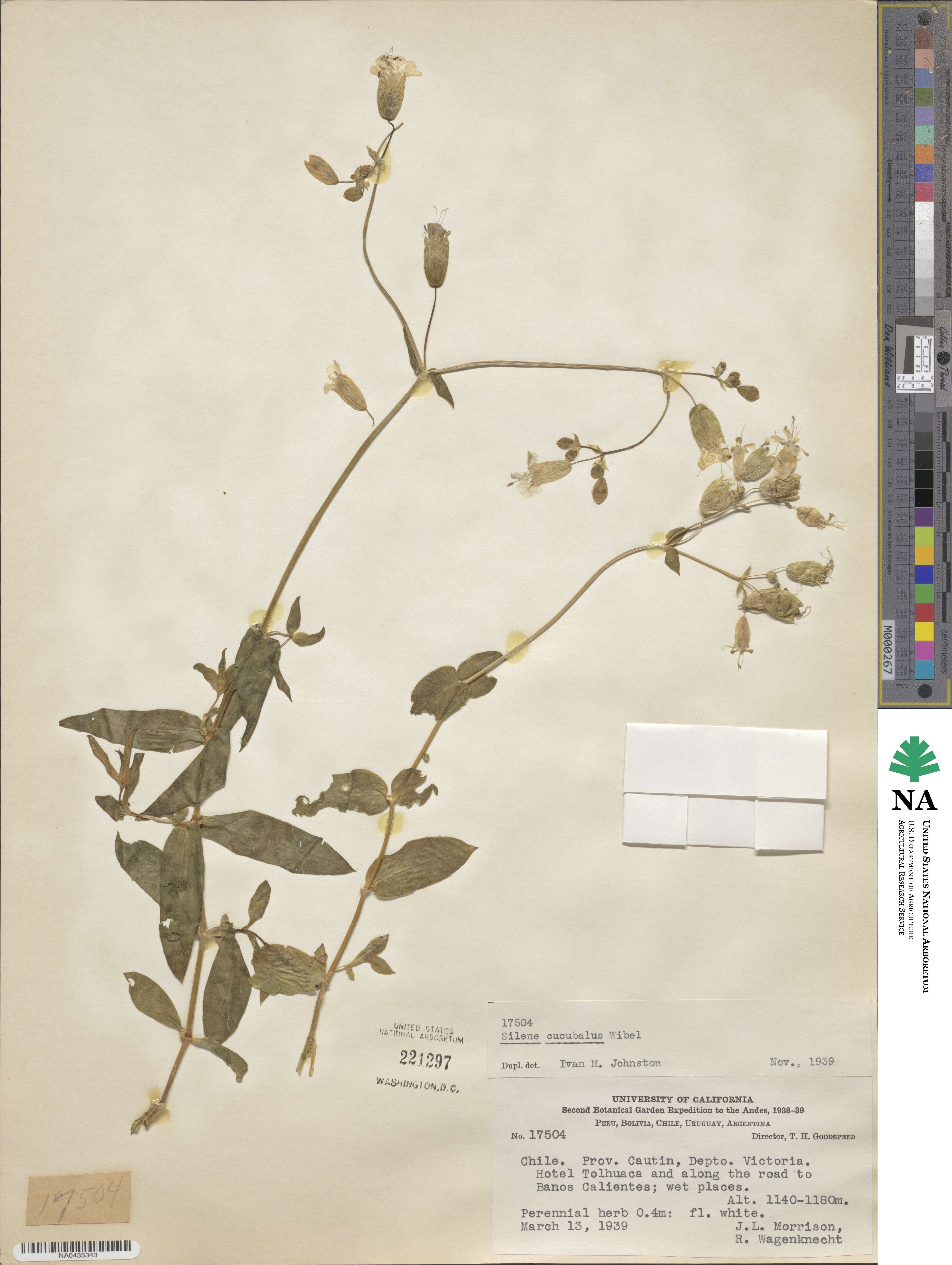 Silene vulgaris image