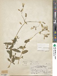 Silene vulgaris subsp. vulgaris image