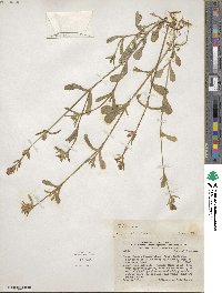 Silene gallica image