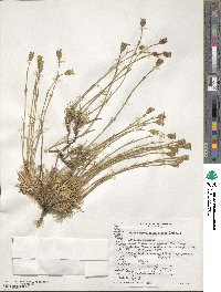 Silene magellanica image