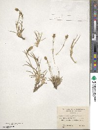 Silene magellanica image