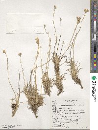 Silene magellanica image