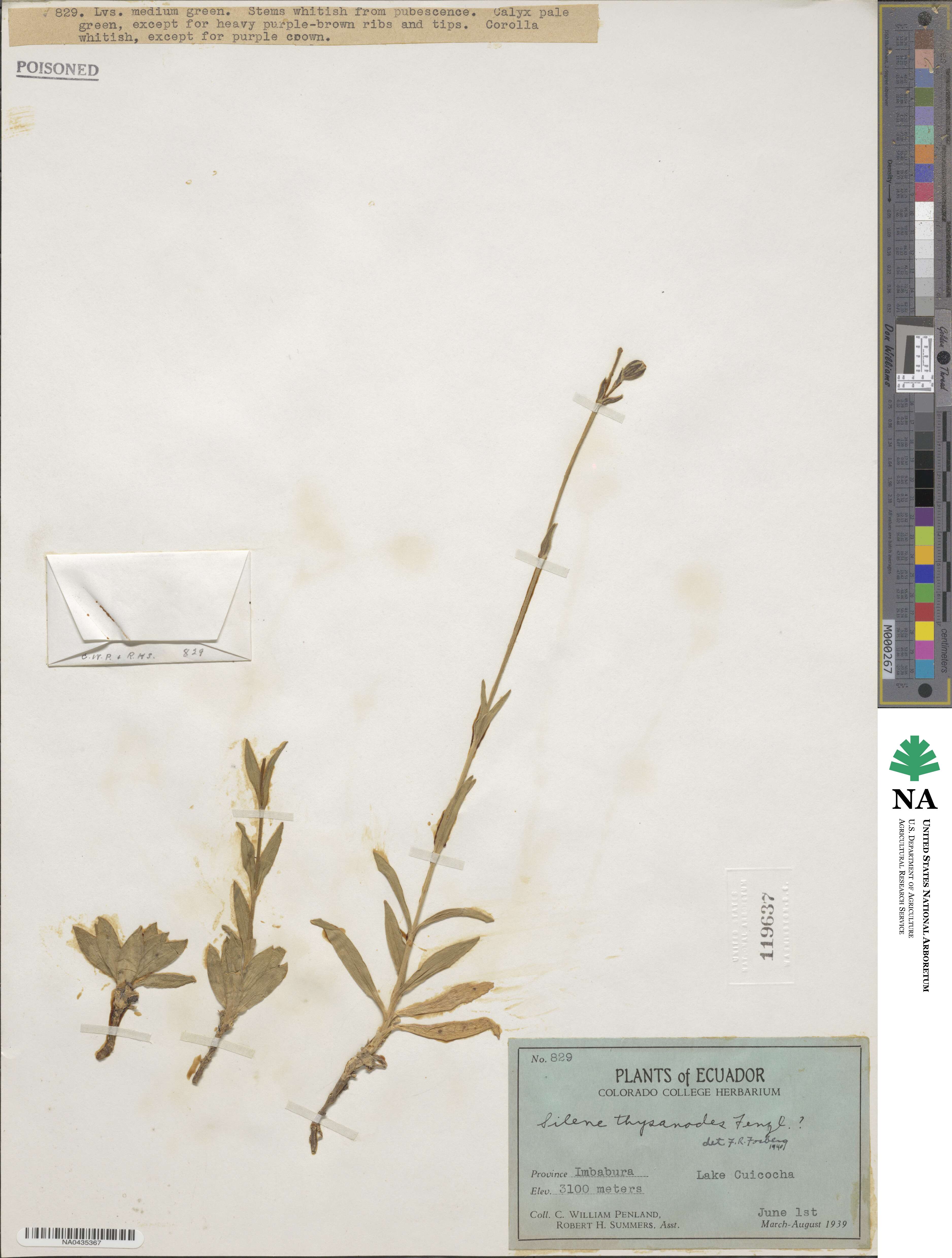 Silene thysanodes image