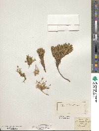 Silene acaulis image