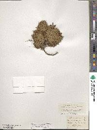 Silene acaulis image