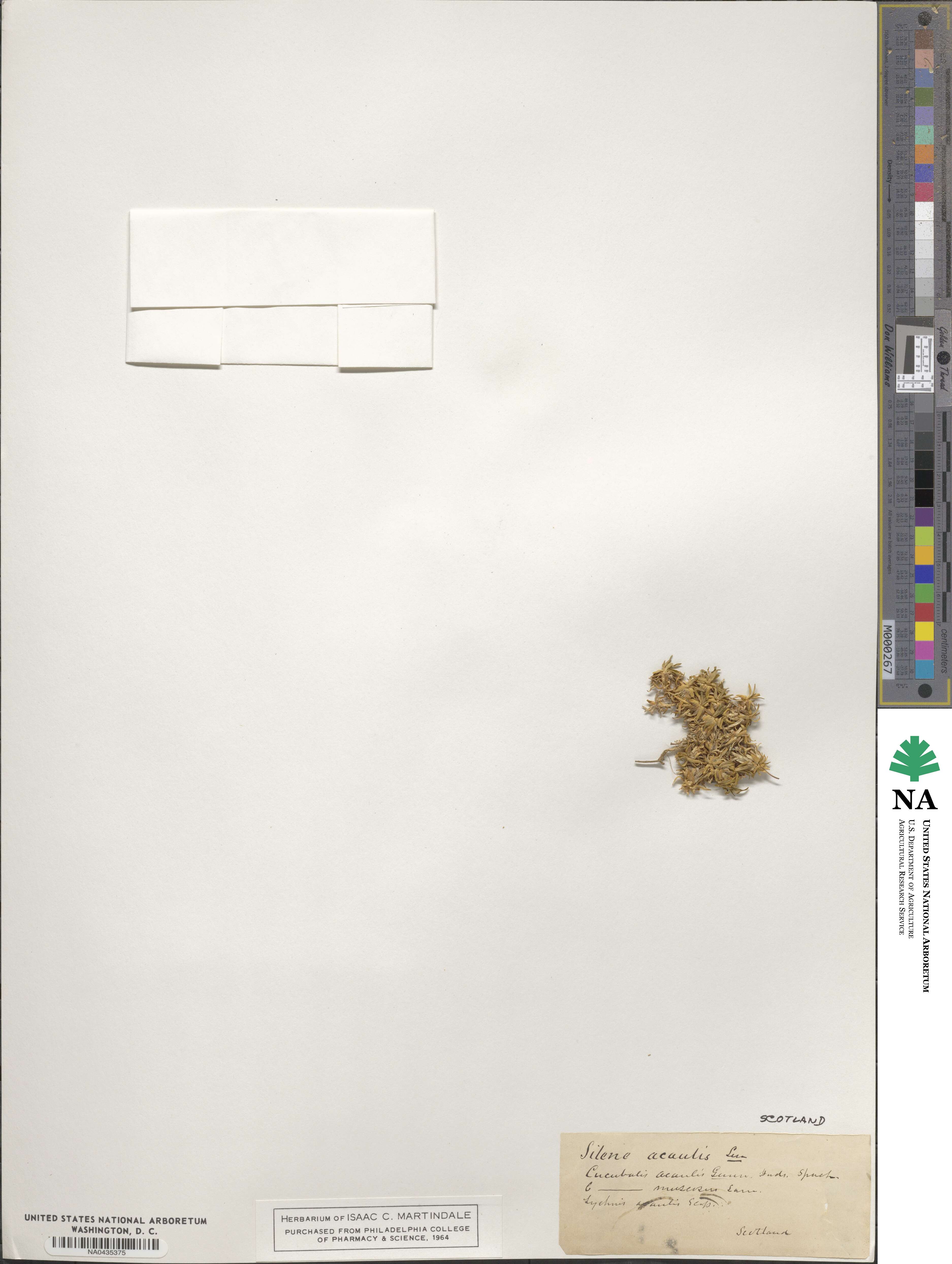 Silene acaulis image