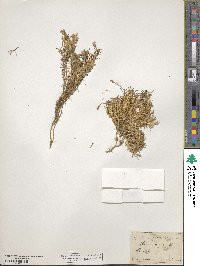 Silene acaulis image