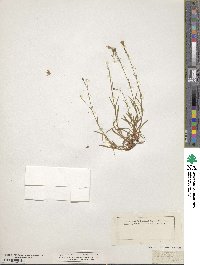 Image of Silene alpestris