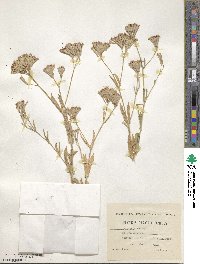 Silene armeria image