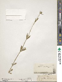 Silene bellidifolia image