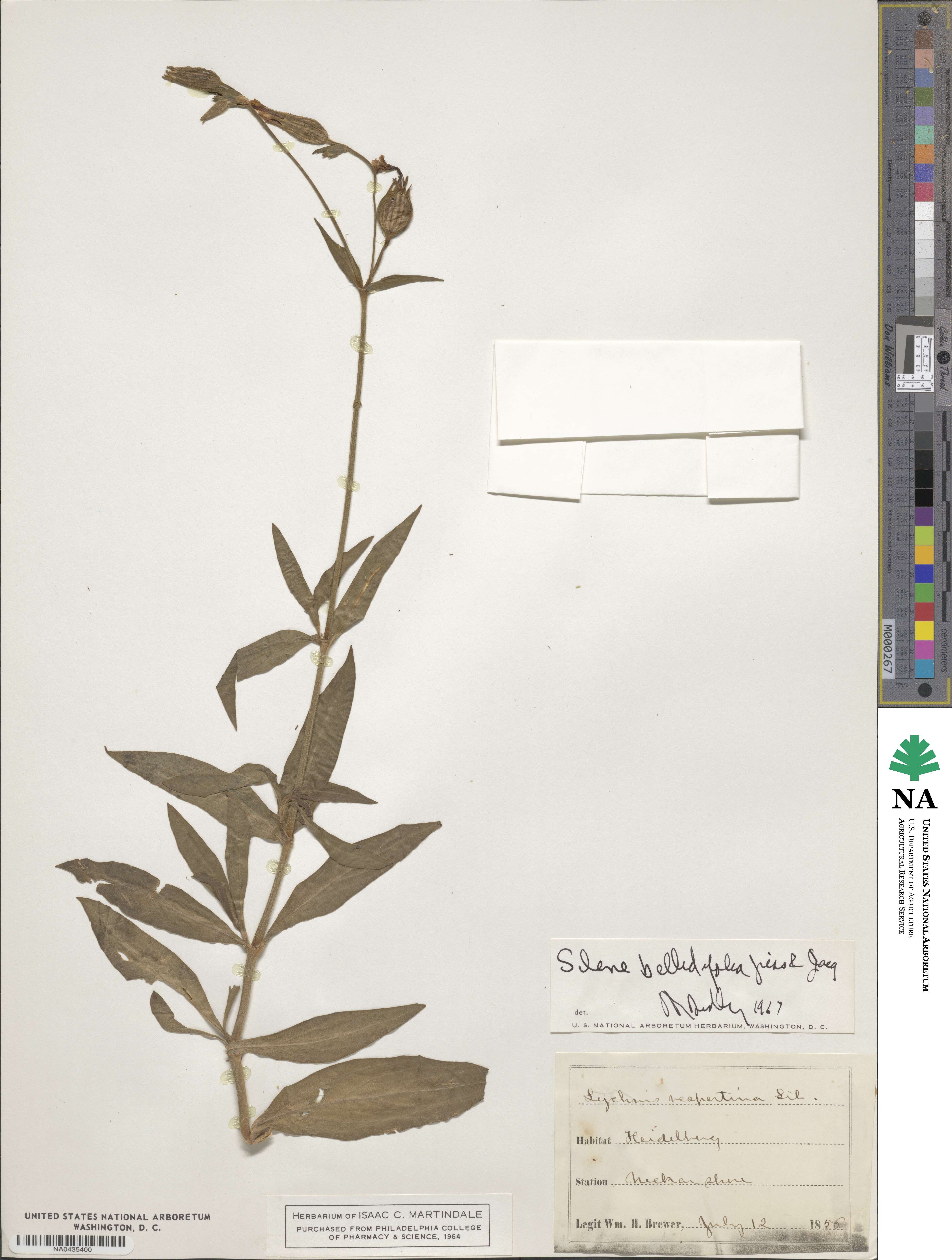 Silene bellidifolia image