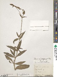 Silene bellidifolia image