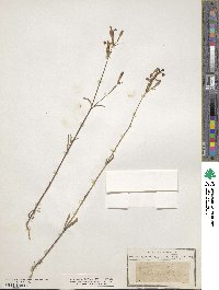 Silene rubella subsp. rubella image