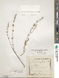 Image of Silene borysthenica