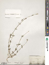 Silene brachypetala image