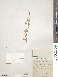 Silene brachypetala image