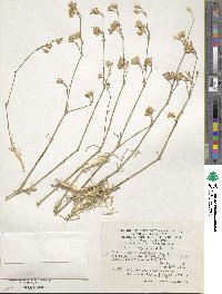 Silene bupleuroides image