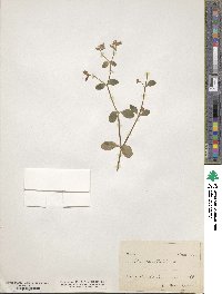 Image of Silene cerastoides