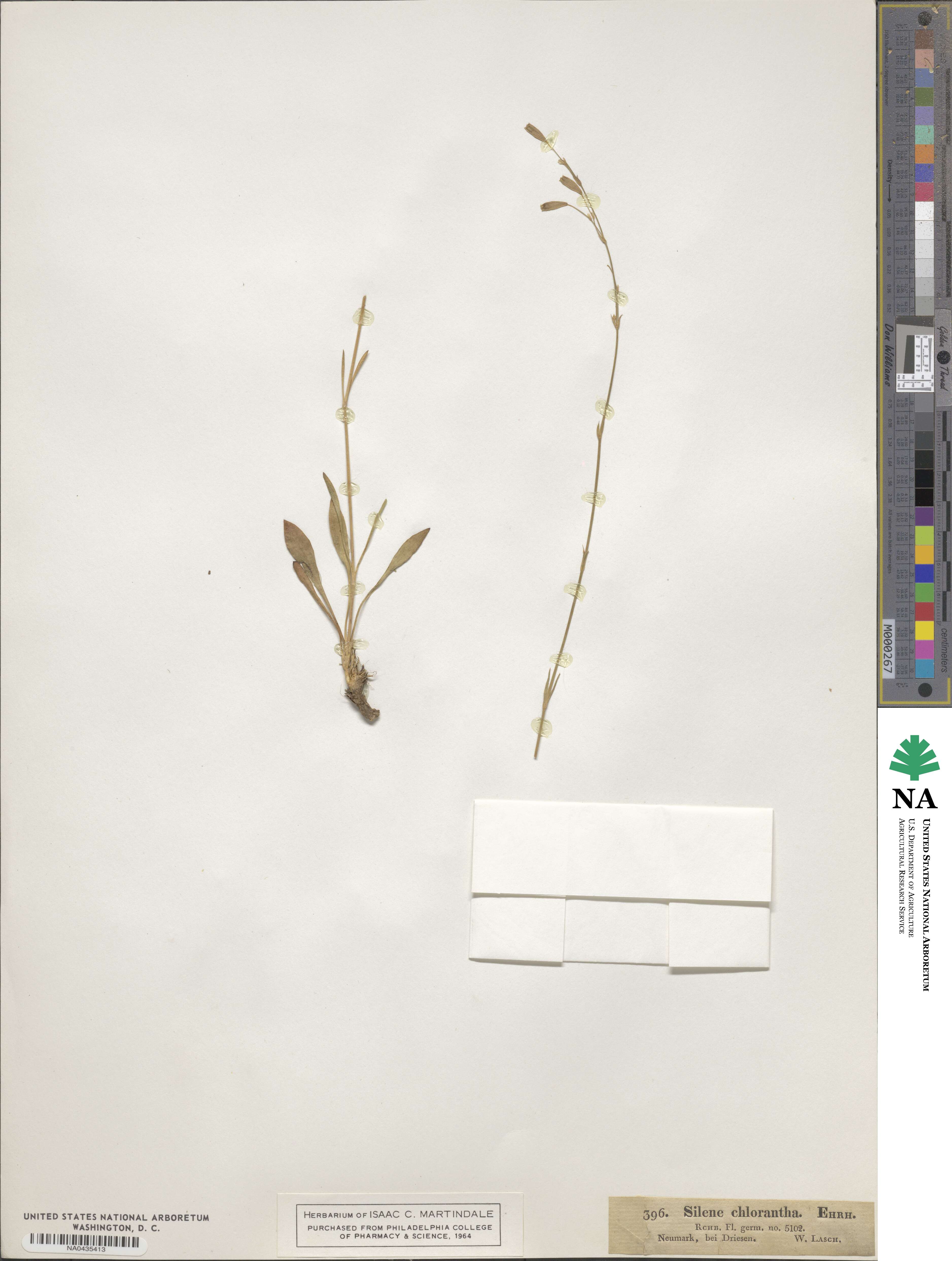 Silene chlorantha image