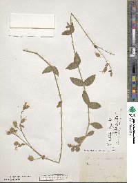 Silene ciliata image