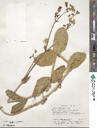 Image of Silene commutata