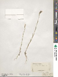 Silene conica image