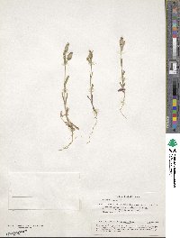 Silene conica image