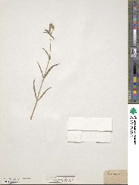 Silene conoidea image