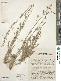 Silene hellmannii image