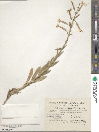 Silene dichotoma image