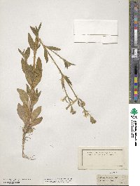 Silene dichotoma image