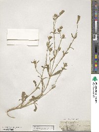 Silene dichotoma image