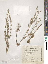 Silene dichotoma image