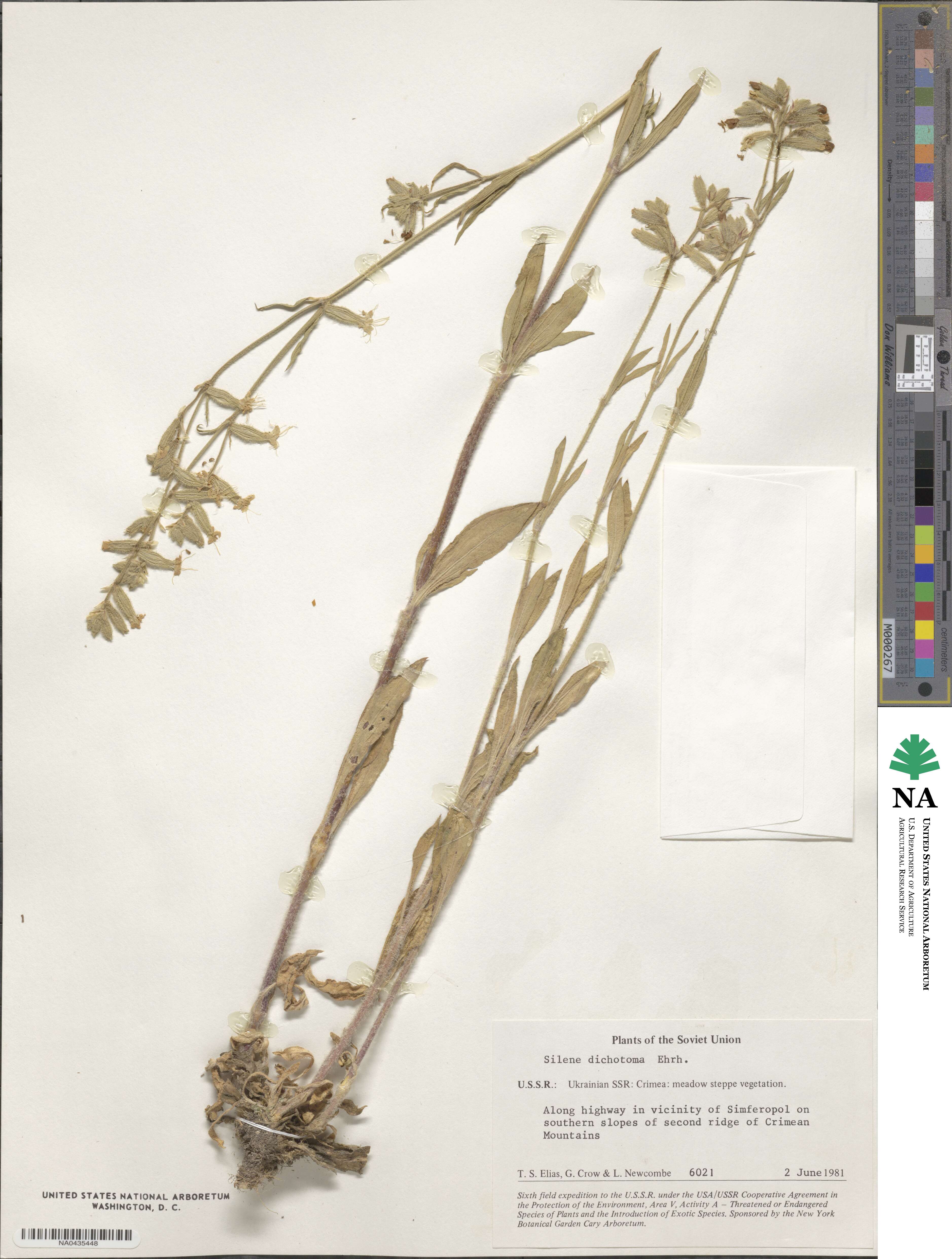 Silene dichotoma image