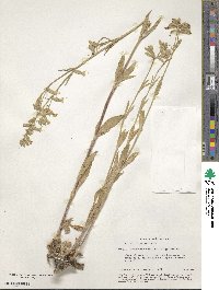 Silene dichotoma image