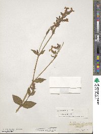 Silene dioica image