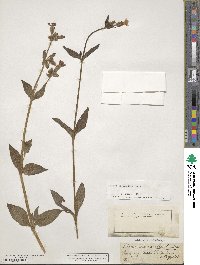 Silene dioica image