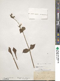 Silene dioica image