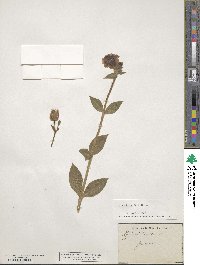 Silene dioica image