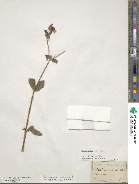 Silene dioica image