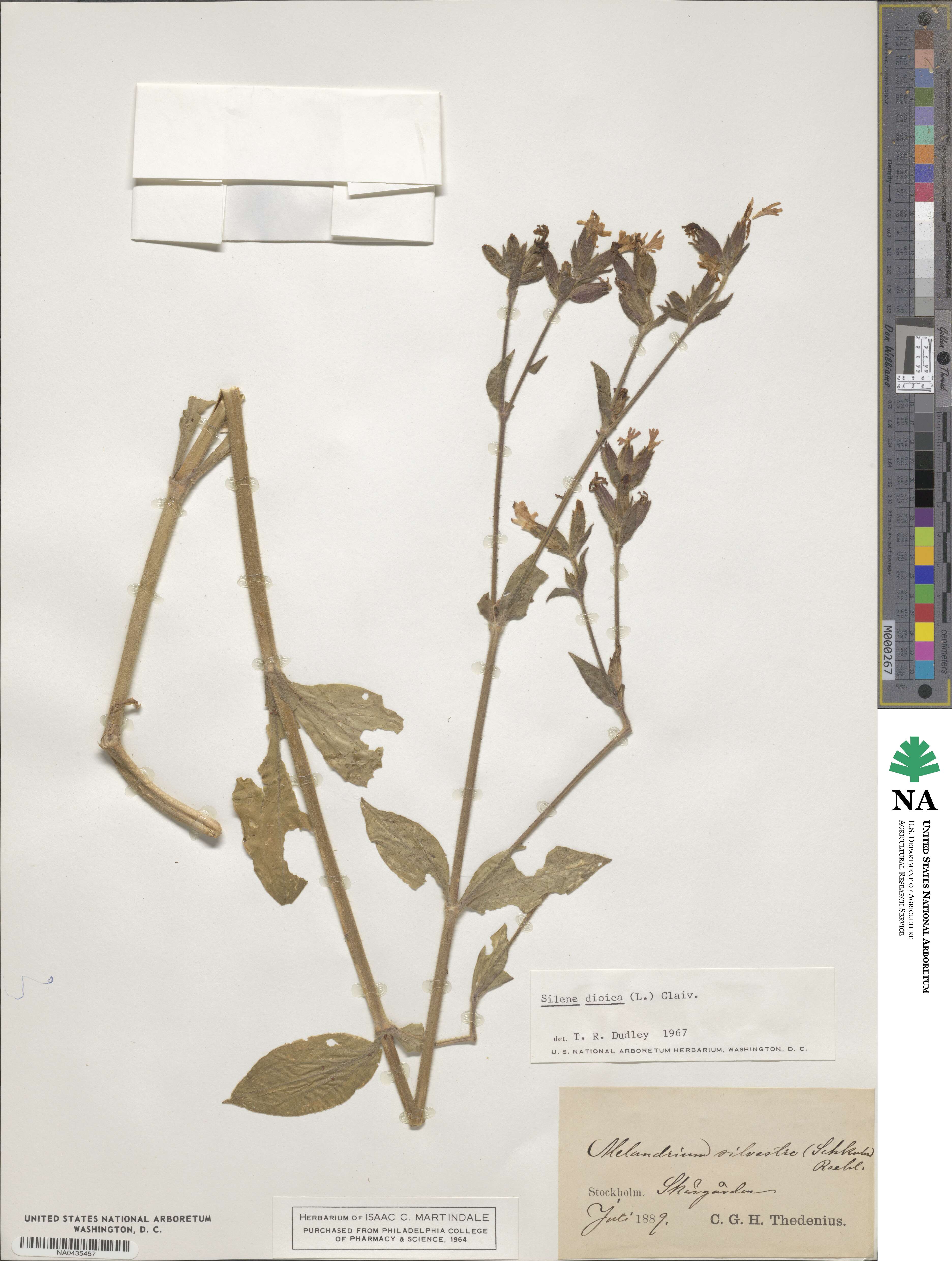 Silene dioica image