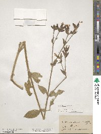 Silene dioica image