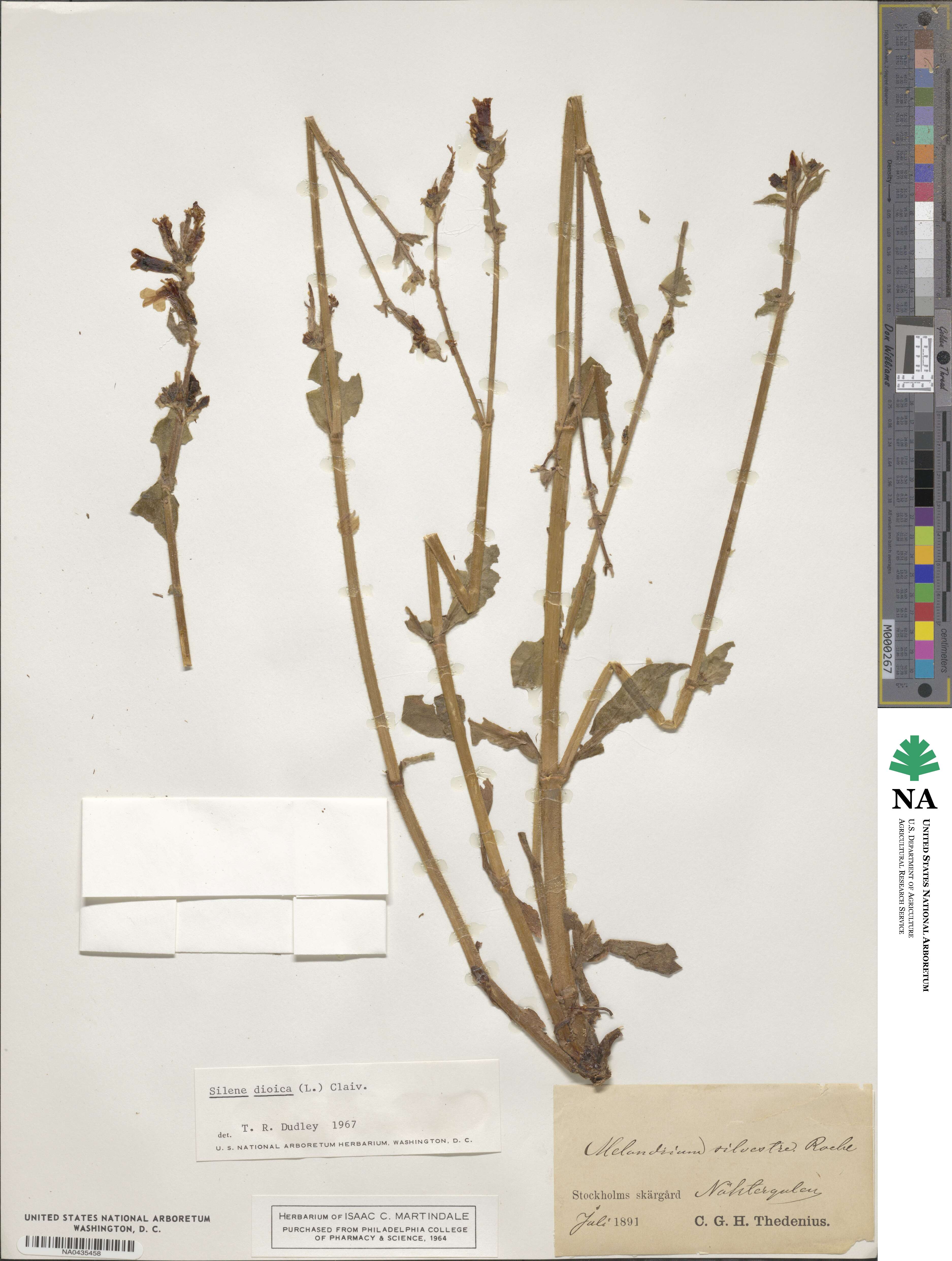 Silene dioica image