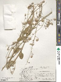 Silene fabarioides image