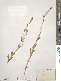 Silene gallica image