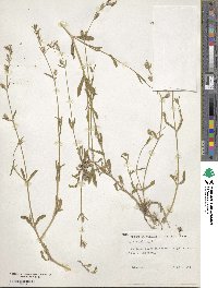 Silene gallica image