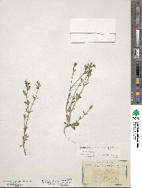 Silene gallica image